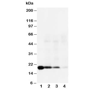 IL18 Antibody (aa175-193)