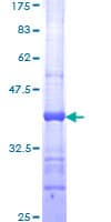 Human BMP2 Protein (Recombinant GST, N-terminus)