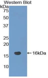 NRARP Antibody (aa3-109)