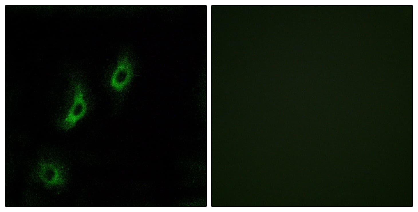OR4L1 Antibody (aa262-311)