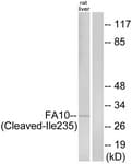 F10 / Factor X Antibody (aa216-265)
