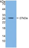 GSTM1 Antibody (aa1-218, APC)