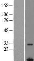 C7orf55 Protein (Over-Expression Lysate Myc-DDK (Flag))