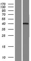 NRG1 / Heregulin / Neuregulin Protein (Over-Expression Lysate Myc-DDK (Flag))