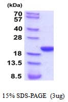 Rat PPIF / Cyclophilin F Protein (Recombinant His)
