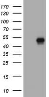 CD4 Antibody (clone OTI3D2)