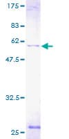 Human ATP6V1D / V-ATPase subunit D Protein (Recombinant GST)