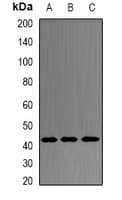 Polyclonal Rabbit anti-Human PRDM7 Antibody (IF, WB)