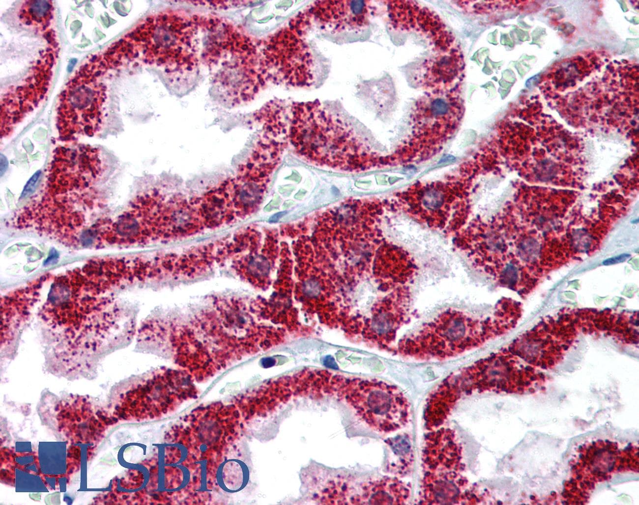 PathPlus™ BAX Antibody (clone 6A7)