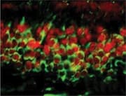 DNMT3A Antibody (C-Terminus, clone 64B1446)