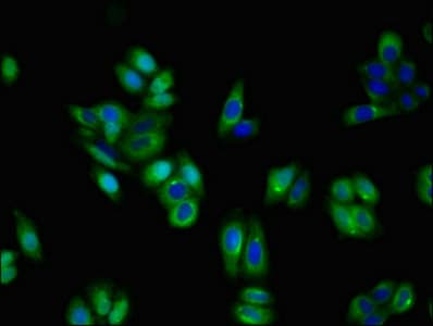 NTRK1 / TrkA Antibody