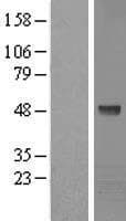 KPTN / Kaptin Protein (Over-Expression Lysate Myc-DDK (Flag))