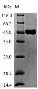 Geobacillus stearothermophilus pcrA Protein (Recombinant 6His-SUMO, N-terminus)