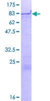 Human ZNF85 / HPF4 Protein (Recombinant GST)