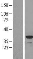 APOL2 / Apolipoprotein L 2 (Over-Expression Lysate Myc-DDK (Flag))
