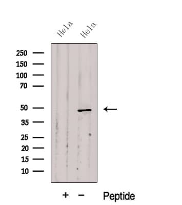 CYTH2 / Cytohesin 2 Antibody