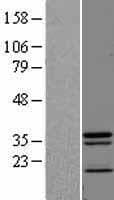 JKAMP Protein (Over-Expression Lysate Myc-DDK (Flag))