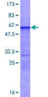 Human RFXAP Protein (Recombinant GST)