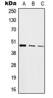 JUN / c-Jun Antibody (Internal)