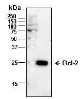 BCL2 / Bcl-2 Antibody (N-term, clone 13G6.D3, Preservative Free)
