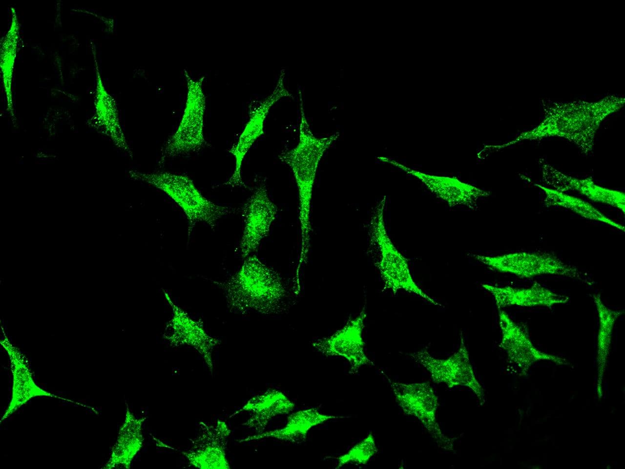 Polyclonal Rabbit anti-Human FXR1 Antibody (IHC, IF, WB)
