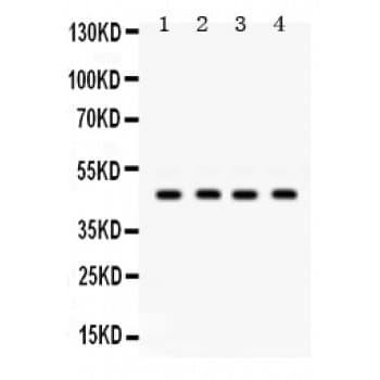 Polyclonal Rabbit anti-Human GJC2 Antibody (aa336-368, WB)