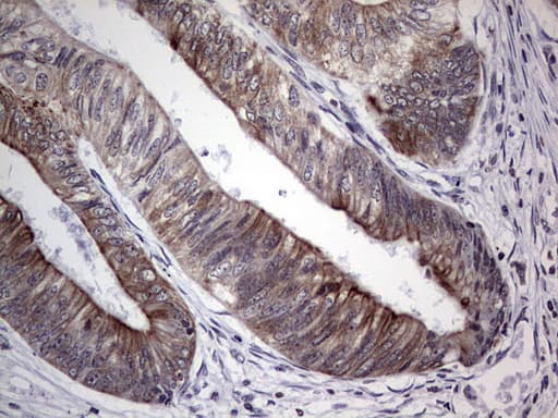 SH3P7 / HIP-55 Antibody (clone OTI6C9, Carrier-free)
