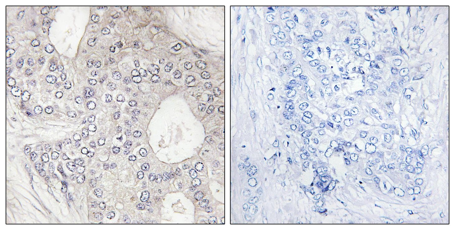 CYP1A2 Antibody