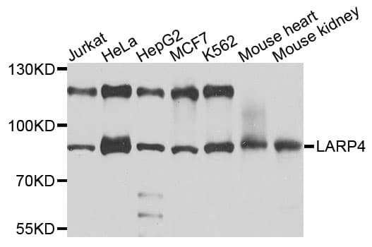 Polyclonal Rabbit anti-Human LARP4 Antibody (WB)