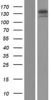 Human CACNA2D2 Protein (Over-Expression Lysate Myc-DDK (Flag))