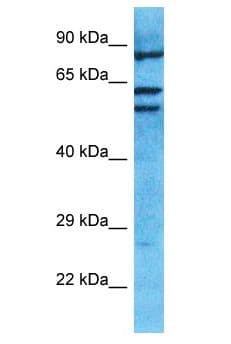 RBPJL Antibody (aa236-285)