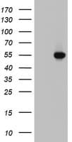 HYPE / FICD Antibody (aa61-265, clone OTI2A11)