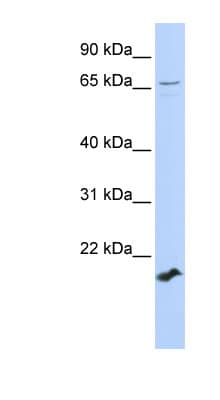 ZFP37 Antibody (aa252-301)