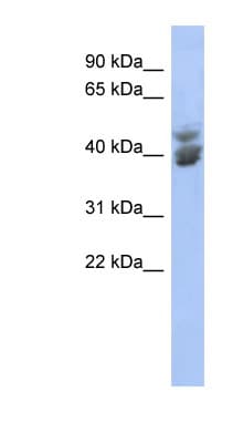 KLF2 Antibody (C-Terminus)