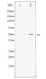 MYC / c-Myc Antibody