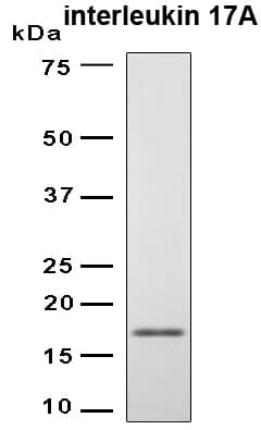 Human IL17A Protein (Recombinant 6His, N-terminus)