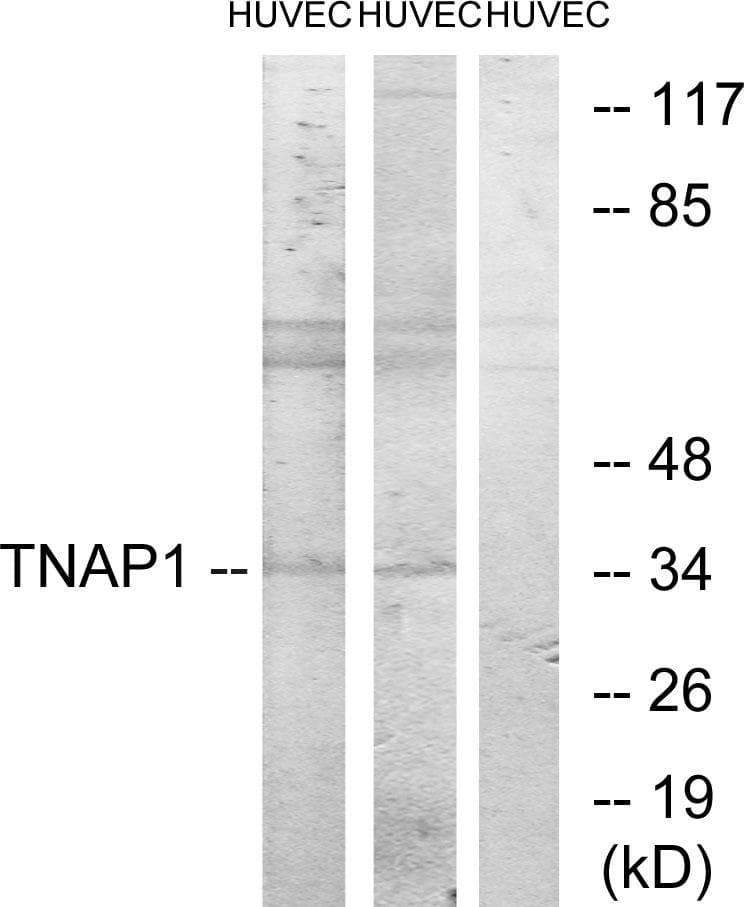 TNFAIP1 Antibody