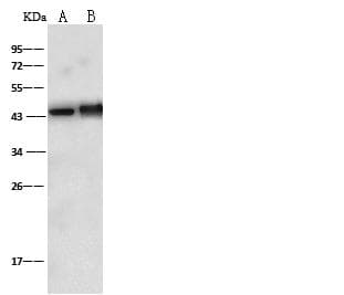 DCX / Doublecortin Antibody (Preservative Free)