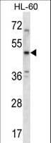 HTR1B / 5-HT1B Receptor Antibody (aa225-253)