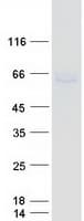 Human NR4A2 / NURR1 Protein (Recombinant Myc-DDK (Flag))