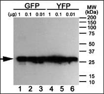 Monoclonal Mouse GFP Tag Antibody (WB)