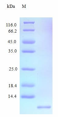 Human CXCL11 Protein (Recombinant)