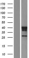 CTSH / Cathepsin H Protein (Over-Expression Lysate Myc-DDK (Flag))