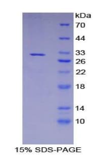 Human HMOX2 / Heme Oxygenase 2 Protein (Recombinant His-T7)