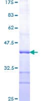 Human PSEN1 / Presenilin 1 Protein (Recombinant GST, N-terminus)