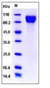 Mouse CSF1R / CD115 / FMS Protein (Recombinant His,C-terminus)