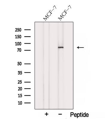 SUZ12 Antibody