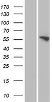 Human FMO3 Protein (Over-Expression Lysate Myc-DDK (Flag))