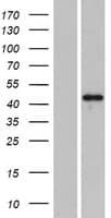 PLEKHA2 Protein (Over-Expression Lysate Myc-DDK (Flag))