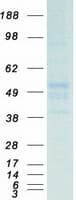 Human TUBA1B / Tubulin Alpha 1B Protein (Recombinant Myc-DDK (Flag))